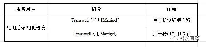 细胞迁移及侵袭
